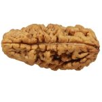 1 Mukhi Rudraksha One Face Rudraksha