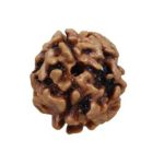 2 Mukhi Rudraksha / Two Face Rudraksha