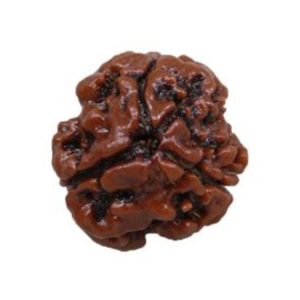 3 Mukhi Rudraksha / Three Face Rudraksha / Nepali Rudraksha