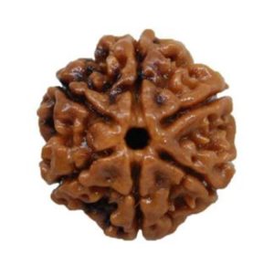 6 Mukhi Rudraksha / Six Face Rudraksha