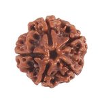 4 Mukhi Rudraksha / Four Face Rudraksha / Nepali Rudraksha