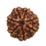 7 Mukhi Rudraksha / Seven Face Rudraksha