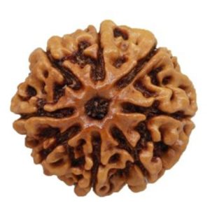 8 Mukhi Rudraksha / Eight Face Rudraksha