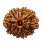 10 Mukhi Rudraksha / Ten Face Rudraksha