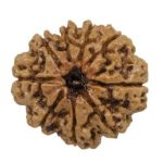 9 Mukhi Rudraksha / Nine Face Rudraksha / Nepali Rudraksha