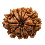 11 Mukhi Rudraksha / Eleven Face Rudraksha / Nepali Rudraksha