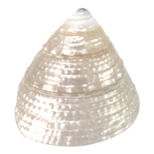 Moti Shankh ( Conch ) For Wealth & Prosperity, Rare and Original To Please Goddess Laxmi