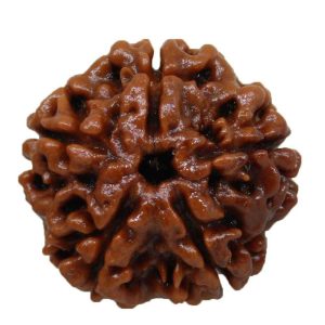 5 Mukhi Rudraksha / Five Face Rudraksha