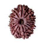 12 Mukhi Rudraksha / Twelve Face Rudraksha / Nepali Rudraksha